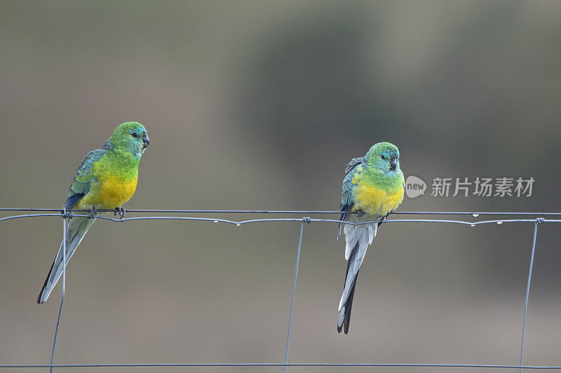 红背鹦鹉(学名:Psephotus haematonotus)